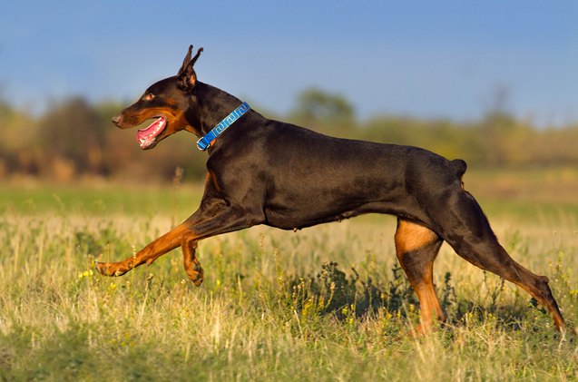 cutting it short the basics about tail docking in dogs