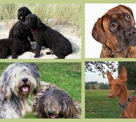 American Kennel Club Adds 4 Dog Breeds To Its Ranks