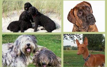 American Kennel Club Adds 4 Dog Breeds To Its Ranks