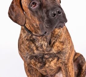 american kennel club adds 4 dog breeds to its ranks