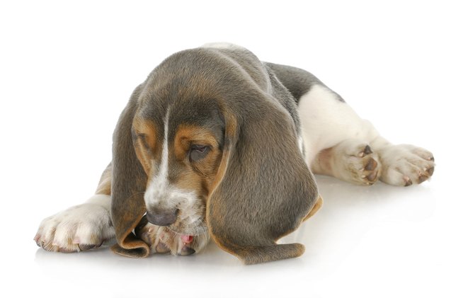 7 common veterinary treatments for dog allergies