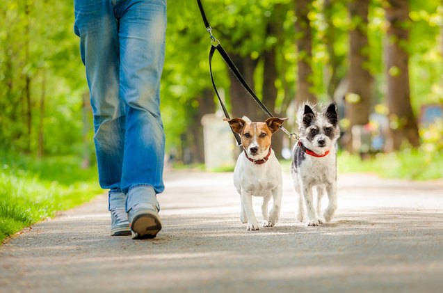how to avoid fido fiascos when training multiple dogs