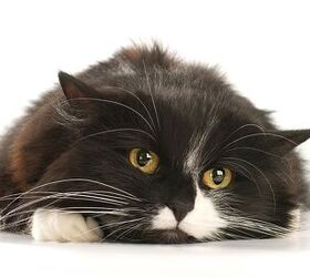 Cat Diseases: Two Infectious Illnesses You Should Know About