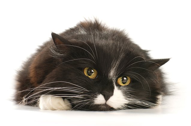 cat diseases two infectious illnesses you should know about