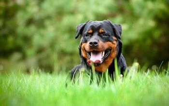 Different Dog Insurance Rates And Coverage Types