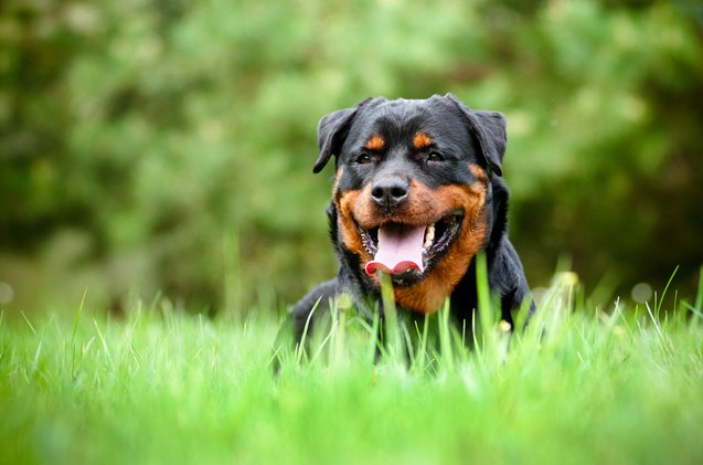 different dog insurance rates and coverage types