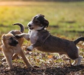 How To Deal With Dog Fights In Your Multiple-Dog Home