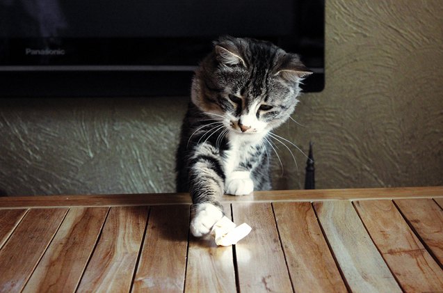 5 helpful cat training tips to control your frisky feline