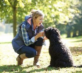 A Pet Sitter's Guide For When Friends Are Watching Your Dog