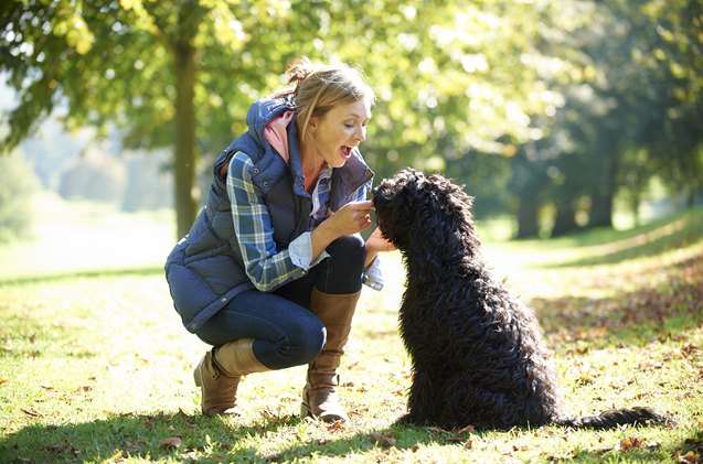 a pet sitters guide for when friends are watching your dog