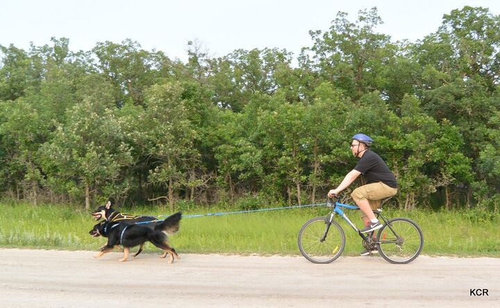 get fit with fido exhilarating workouts for you and your dog