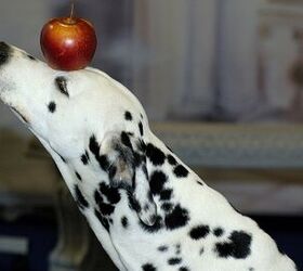 5 Safe And Tasty Human Food For Dogs