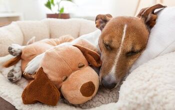 DIY Natural Home Remedies For Dogs