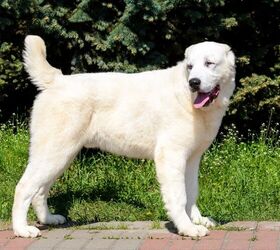 how many nipples does a central asian shepherd dog have