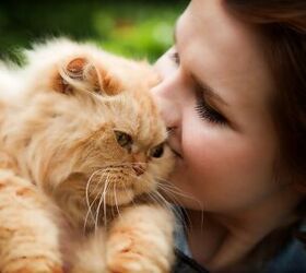 Just What The Doctor Ordered: The Health Benefits Of Cats