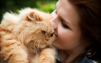 Just What The Doctor Ordered: The Health Benefits Of Cats