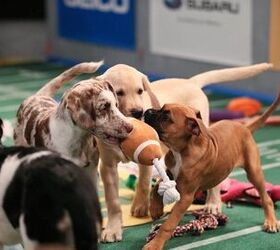 animal planet to air puppy bowl xi on february 1 video