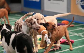 Animal Planet to Air Puppy Bowl XI on February 1 [Video]