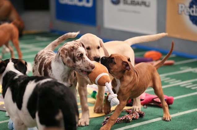 Animal Planet to Air Puppy Bowl XI on February 1 [Video] | PetGuide