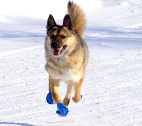 Bootie Call: Bootie-licious Tips For Picking Out Dog Boots