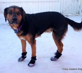 bootie call bootie licious tips for picking out dog boots