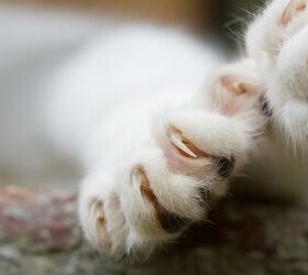 the claws are out new york aims to ban cat declawing
