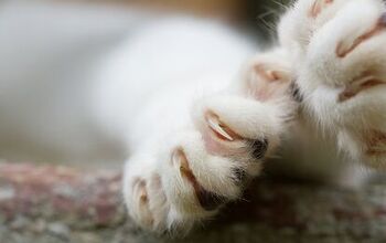The Claws Are Out: New York Aims To Ban Cat Declawing