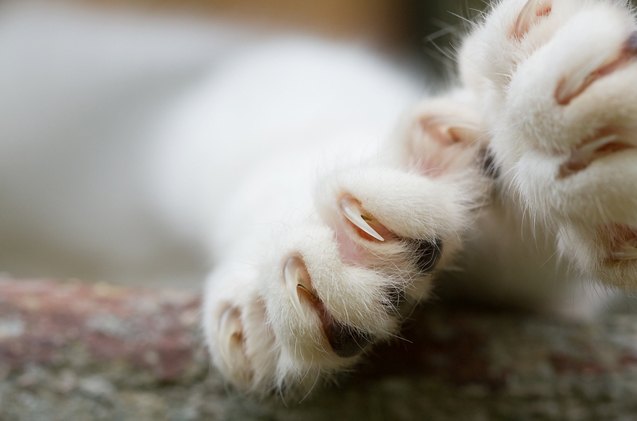 the claws are out new york aims to ban cat declawing