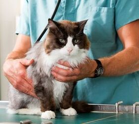 7 tips for choosing the best veterinarian for your cat