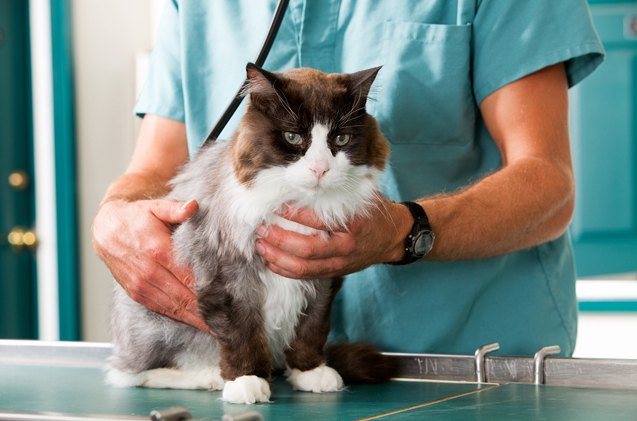 7 tips for choosing the best veterinarian for your cat
