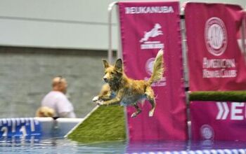 Celebrate Dogs With The AKC As Extraordinary Pooches Take Over Televis