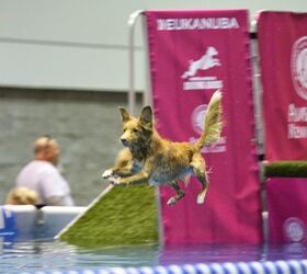 celebrate dogs with the akc as extraordinary pooches take over television