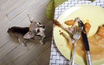 Can You Feed Your Dog Table Scraps?