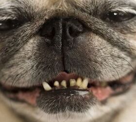 Common Periodontal Disease In Dogs