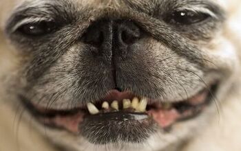 Common Periodontal Disease In Dogs