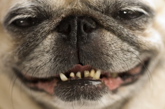 common periodontal disease in dogs