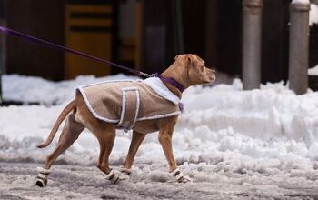 Tails From A Pet Sitter: Walking In A Winter Blunderland