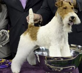 The Best In Show Facts About The Westminster Dog Show