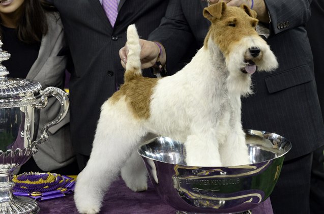 the best in show facts about the westminster dog show