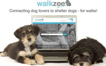 Walkzee Kickstarter Wants To Pair Dogless Walkers With A Shelter Pooch