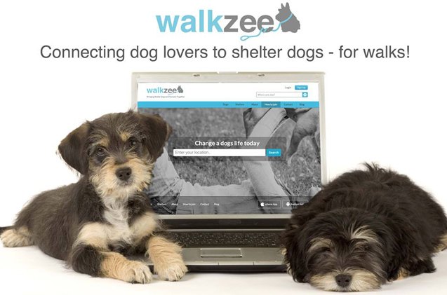 walkzee kickstarter wants to pair dogless walkers with a shelter pooch