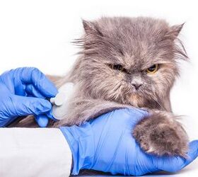 A Short Guide To Common Parasites In Cats
