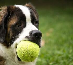 All About Joint Supplements For Dogs