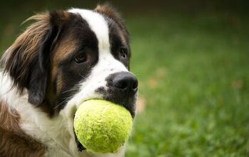 All About Joint Supplements For Dogs