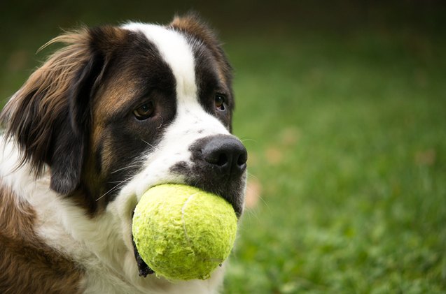 all about joint supplements for dogs