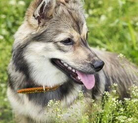 Swedish Vallhund Dog Breed Information and Pictures - PetGuide | PetGuide