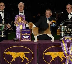 Canadian Beagle Miss P Is 2015 Westminster Best In Show Winner, Eh?!