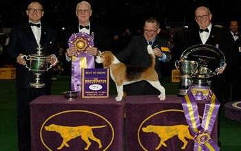 Canadian Beagle Miss P Is 2015 Westminster Best In Show Winner, Eh?!