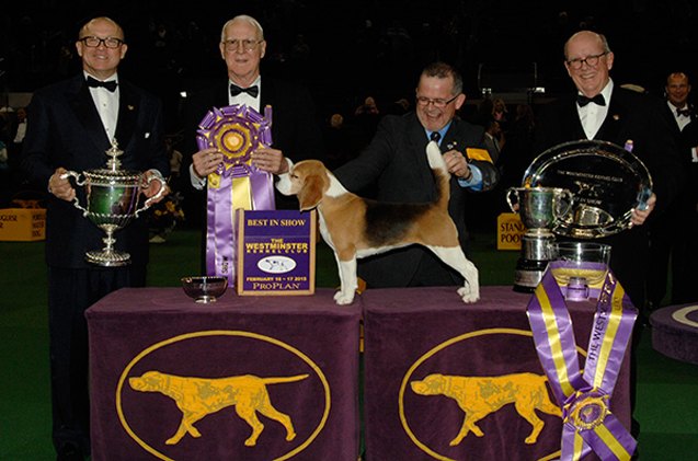 canadian beagle miss p is 2015 westminster best in show winner eh
