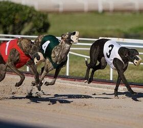 Shocking Stats Reveal The True Cost Of Greyhound Racing